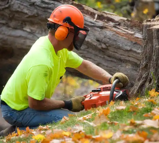 tree services Ash Grove